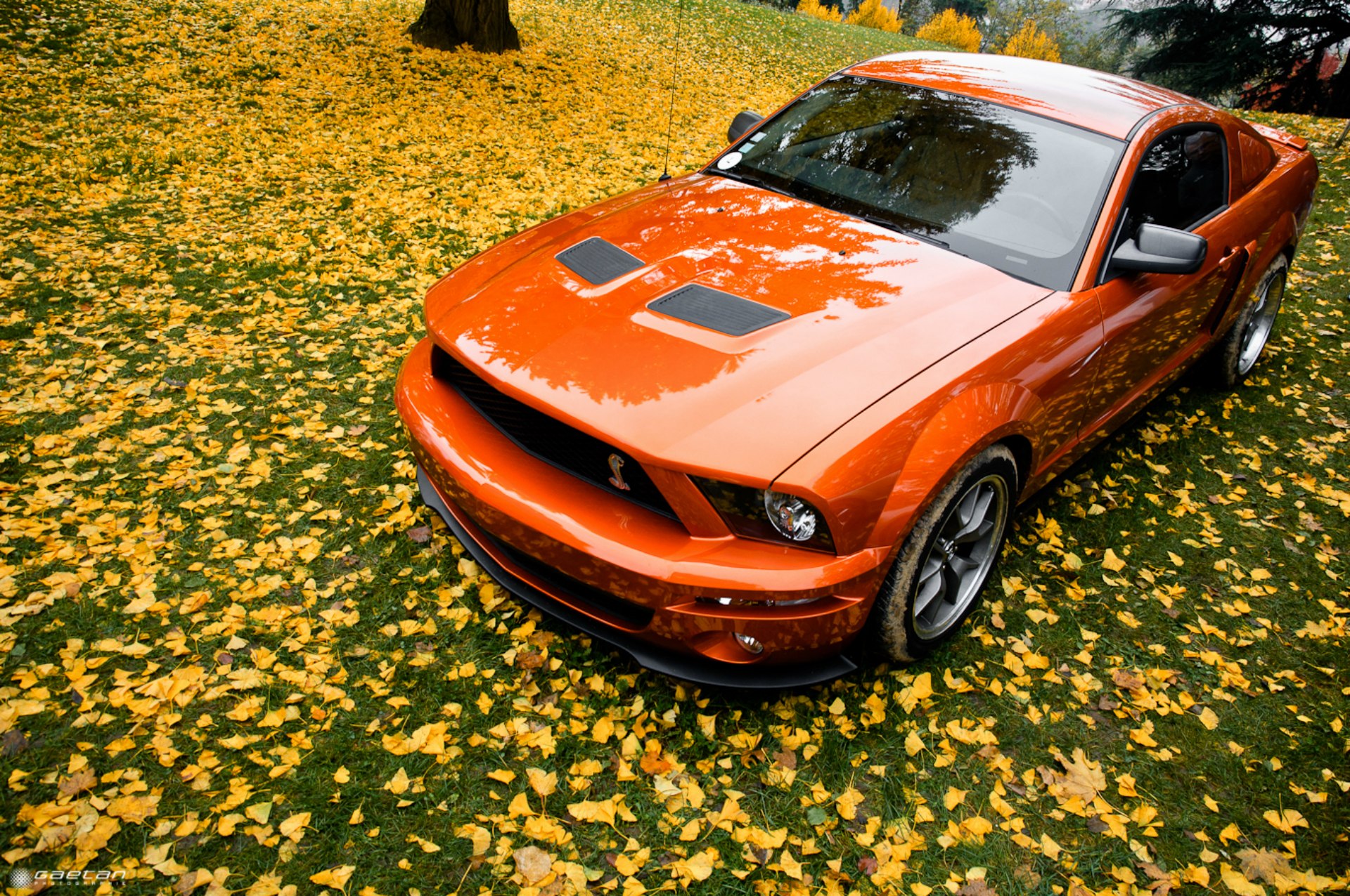 Оранжевый Ford Mustang пасмурным осенним днем